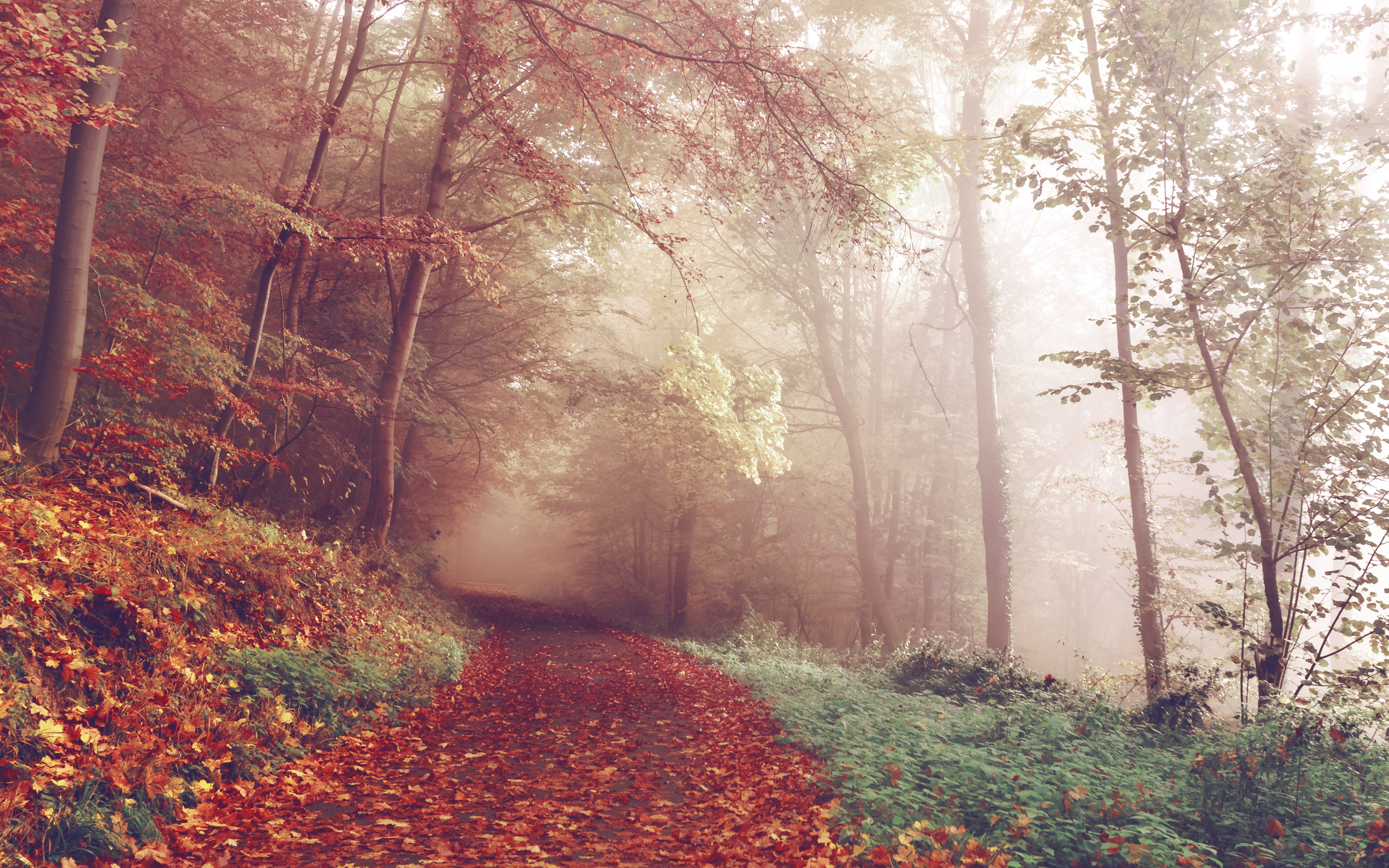 Autumn path 4K6885111290